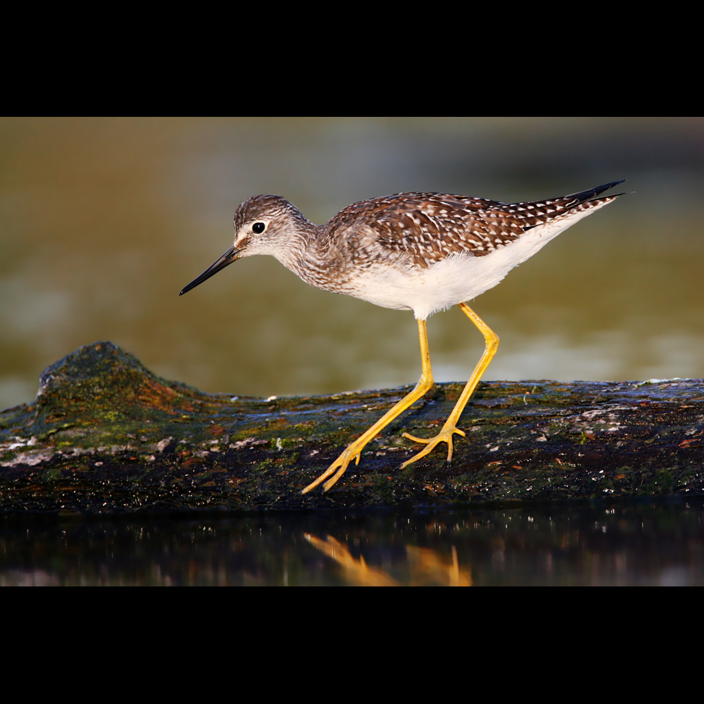 Lesser Yellowlegs
