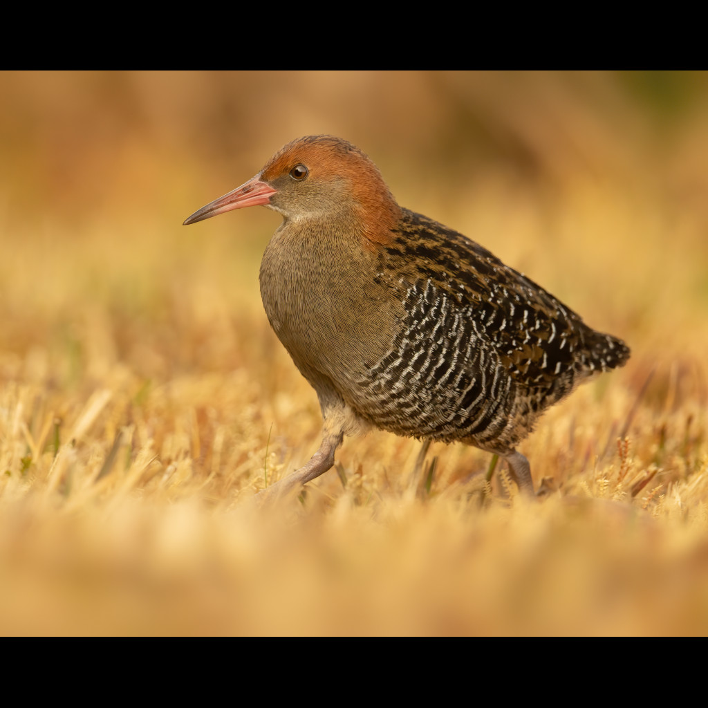 Lewin's Rail