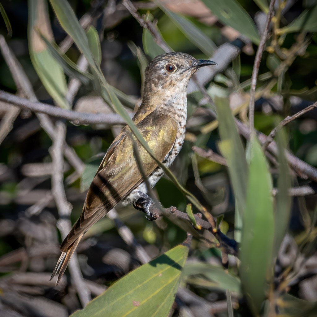 Little Bronze-Cuckoo