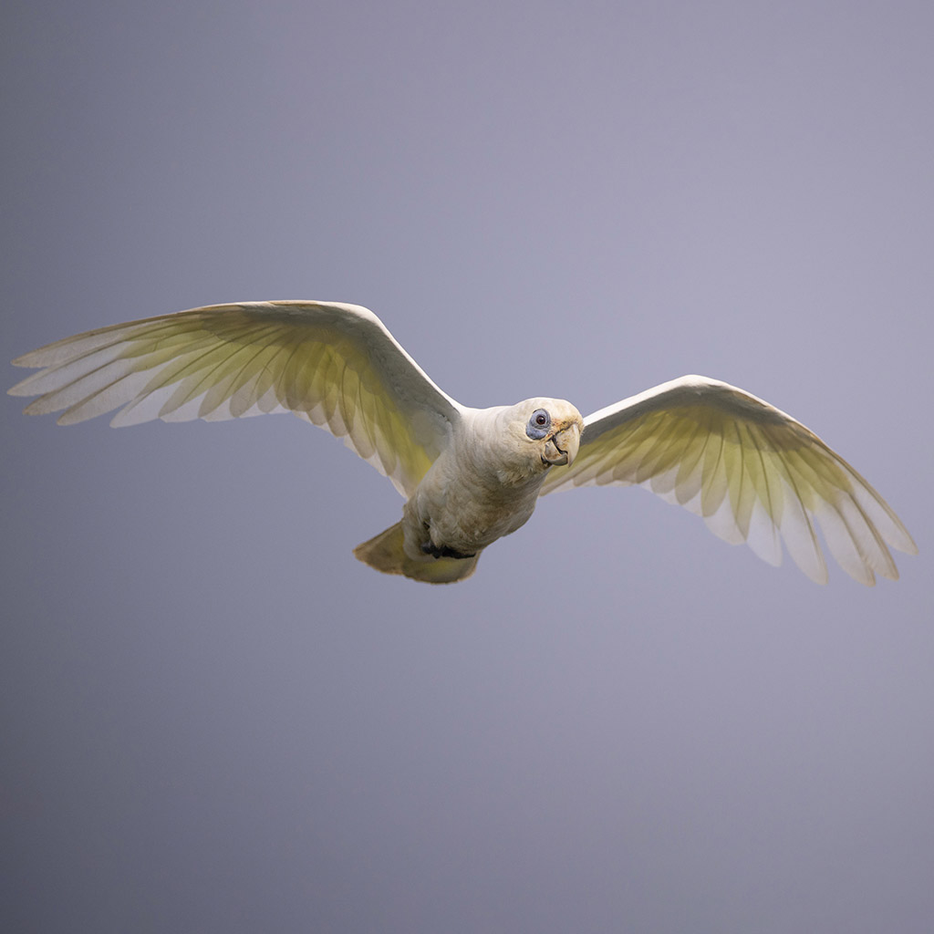 Little corella