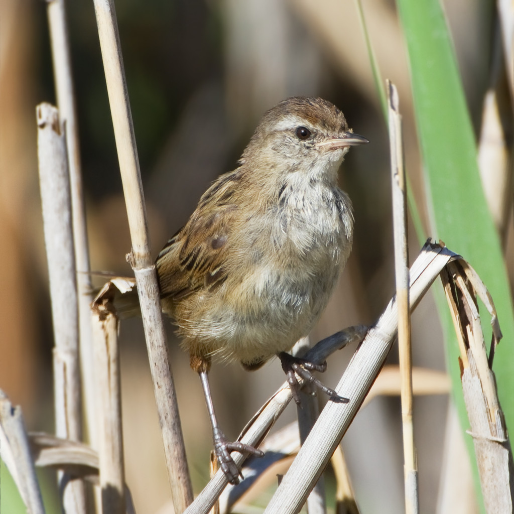 Little Grassbird