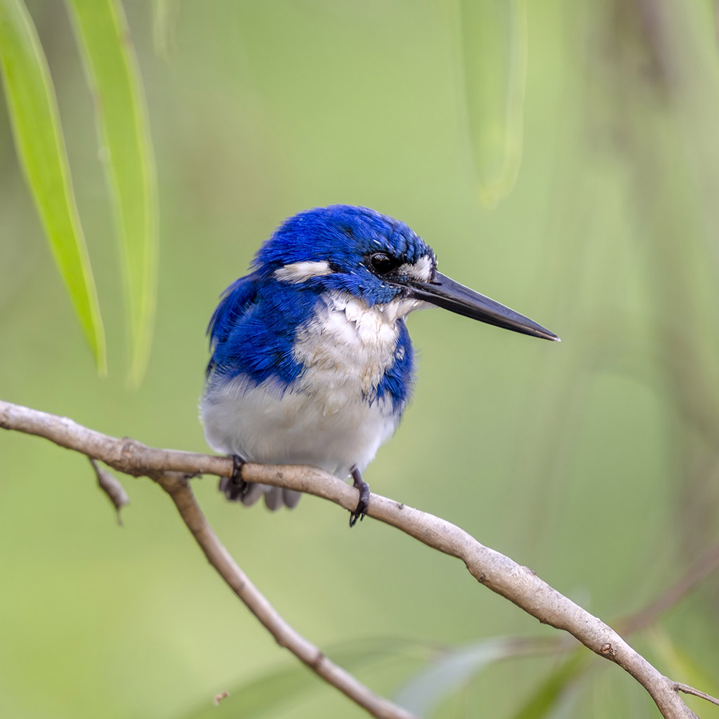 Little Kingfisher