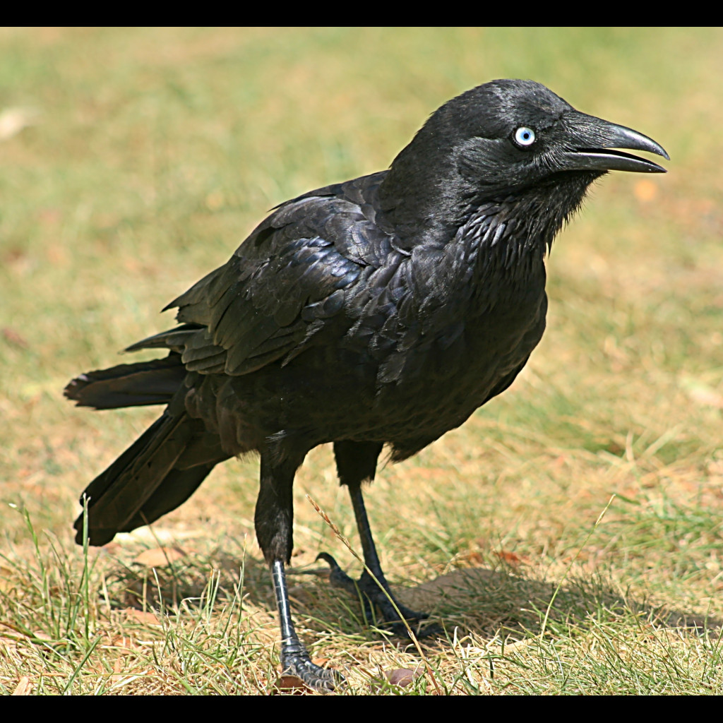 Little Raven
