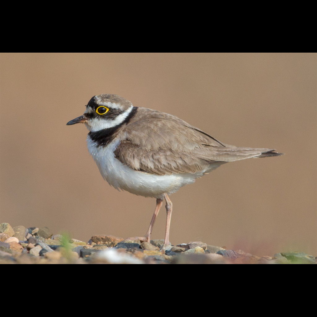 Little Ringed Plover