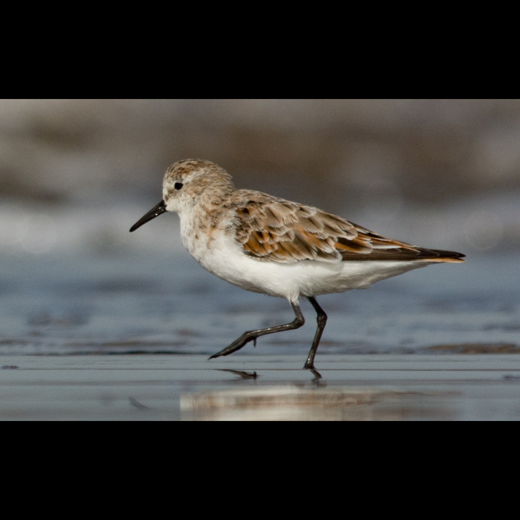 Little Stint