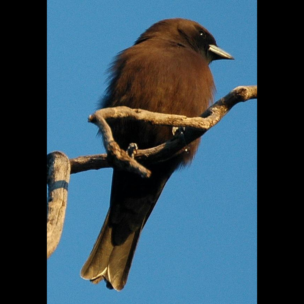 Little Woodswallow