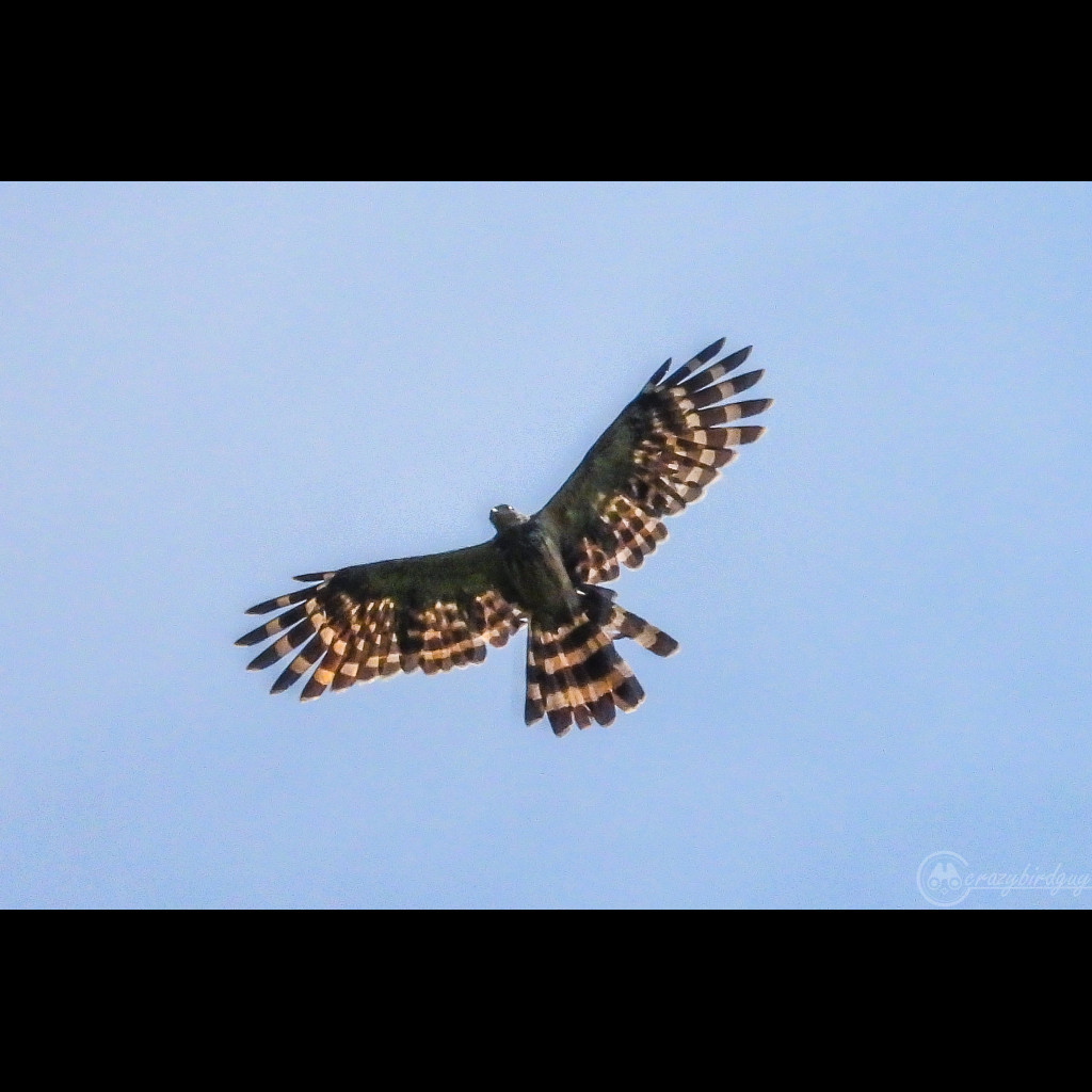 Long-tailed Honey-buzzard