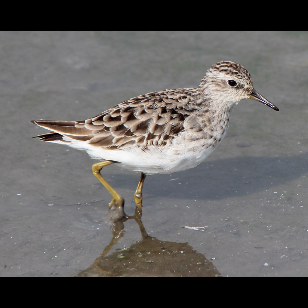 Long-toed Stint