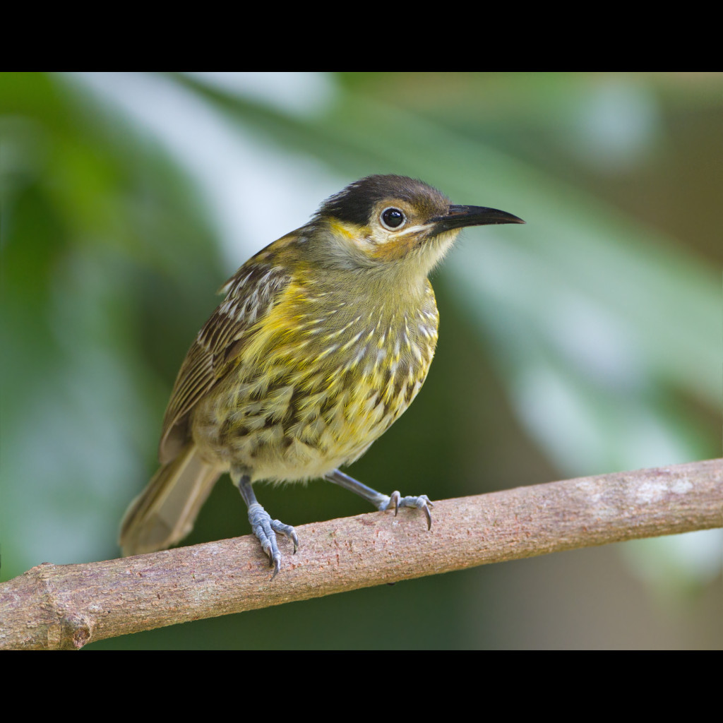 Macleay's Honeyeater