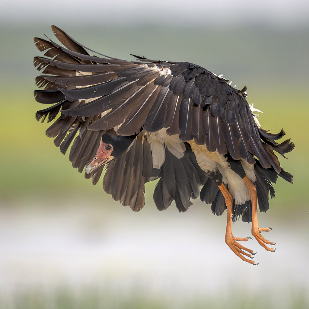 Magpie goose