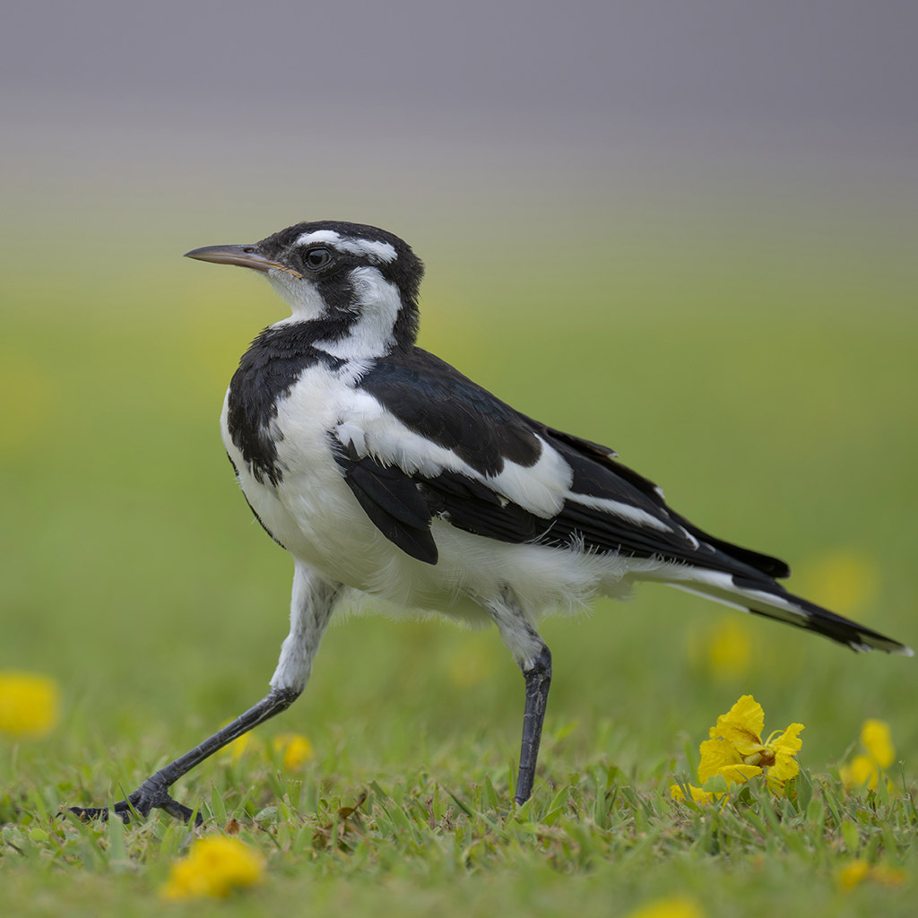 Magpie-lark