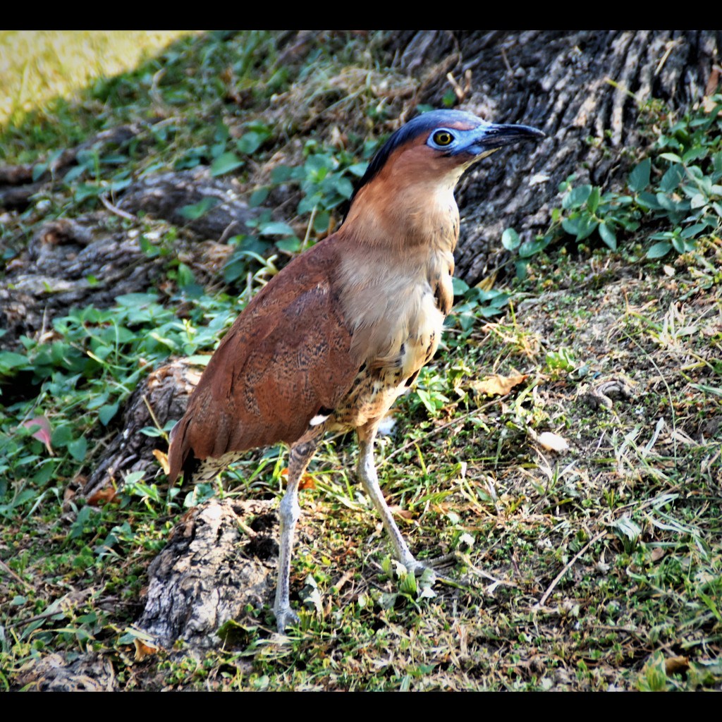 Malayan Night-Heron