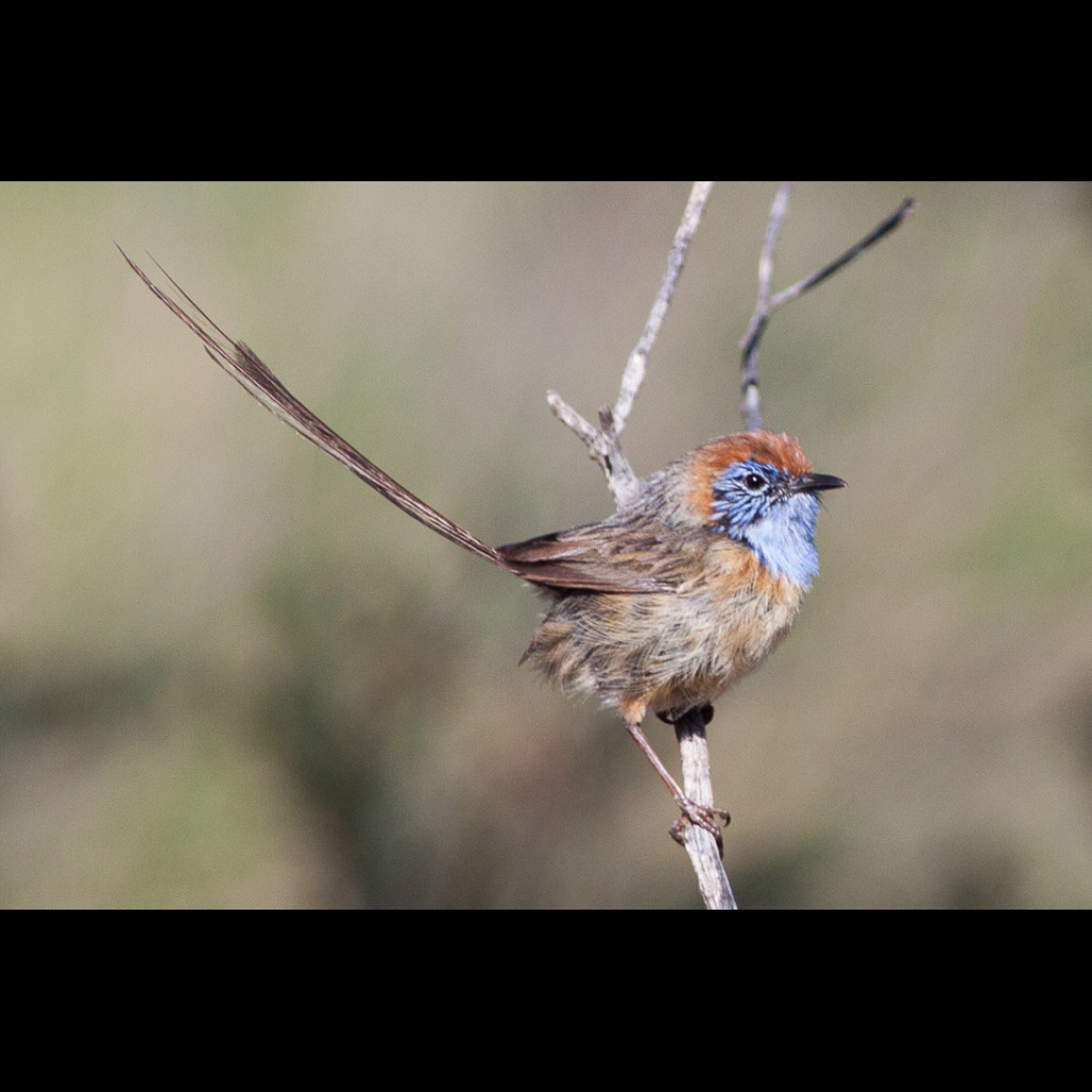 Mallee Emu-wren