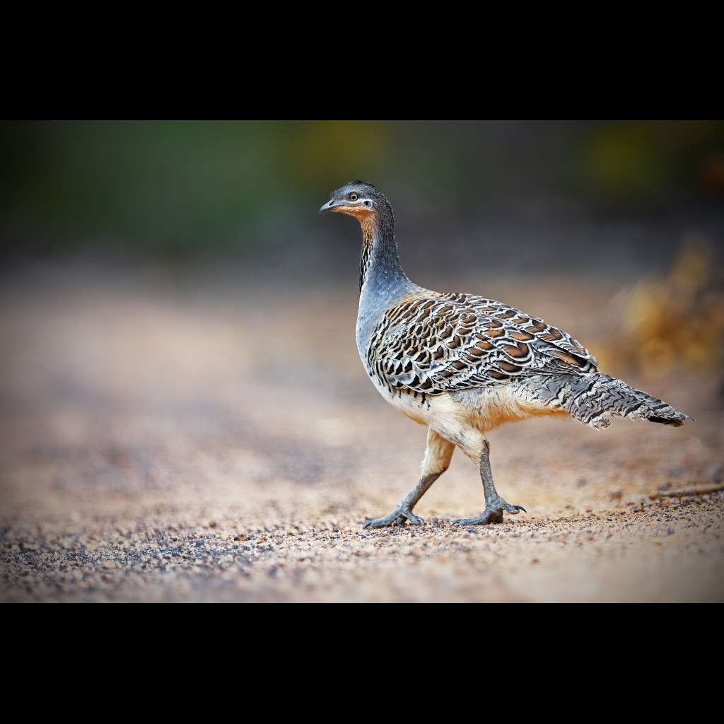 Malleefowl