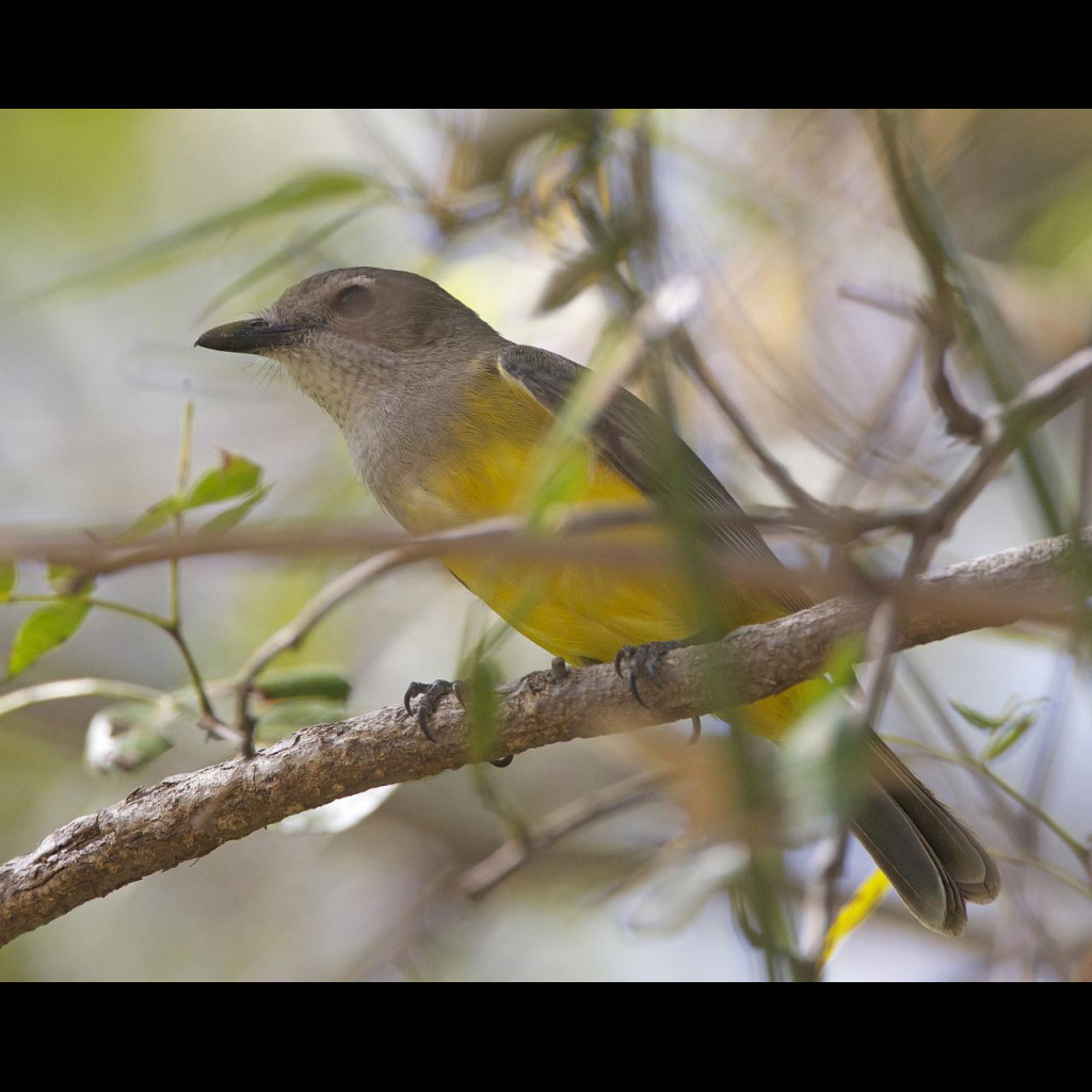 Mangrove Golden Whistler