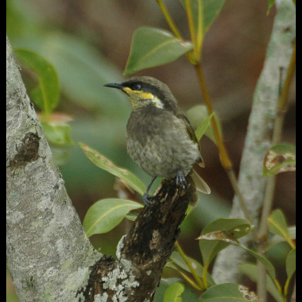 Mangrove Honeyeater
