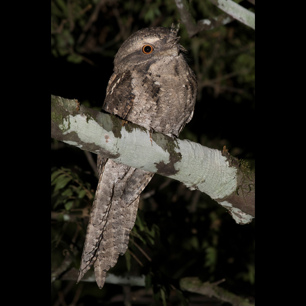 Marbled Frogmouth