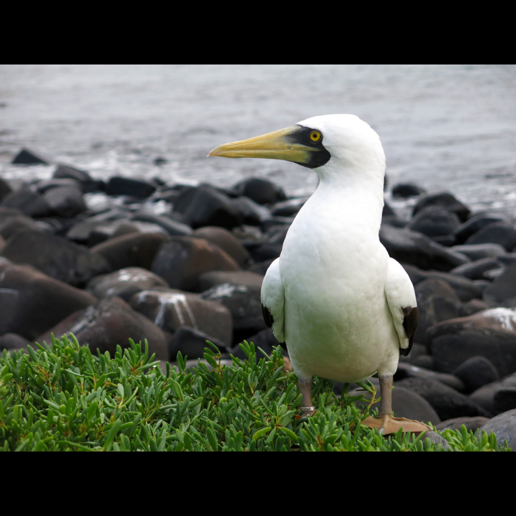 Masked Booby