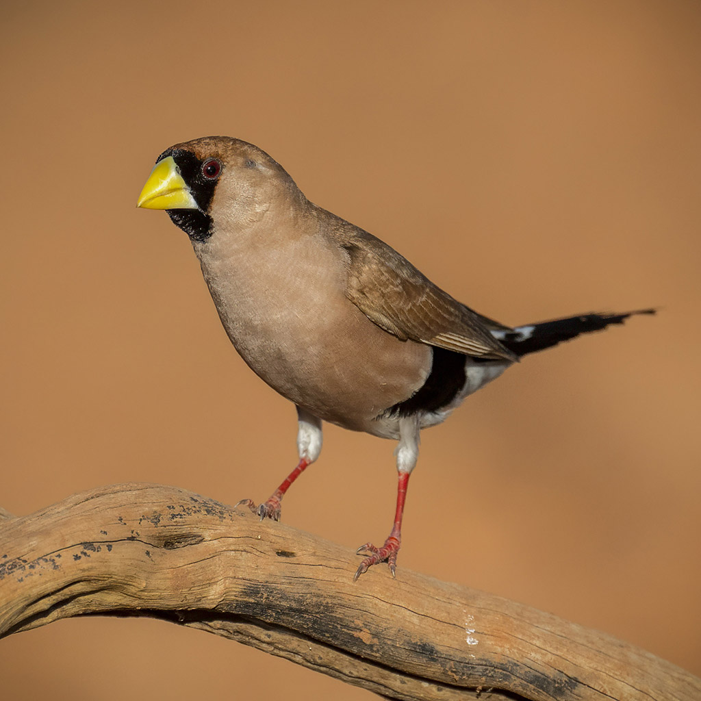 Masked Finch