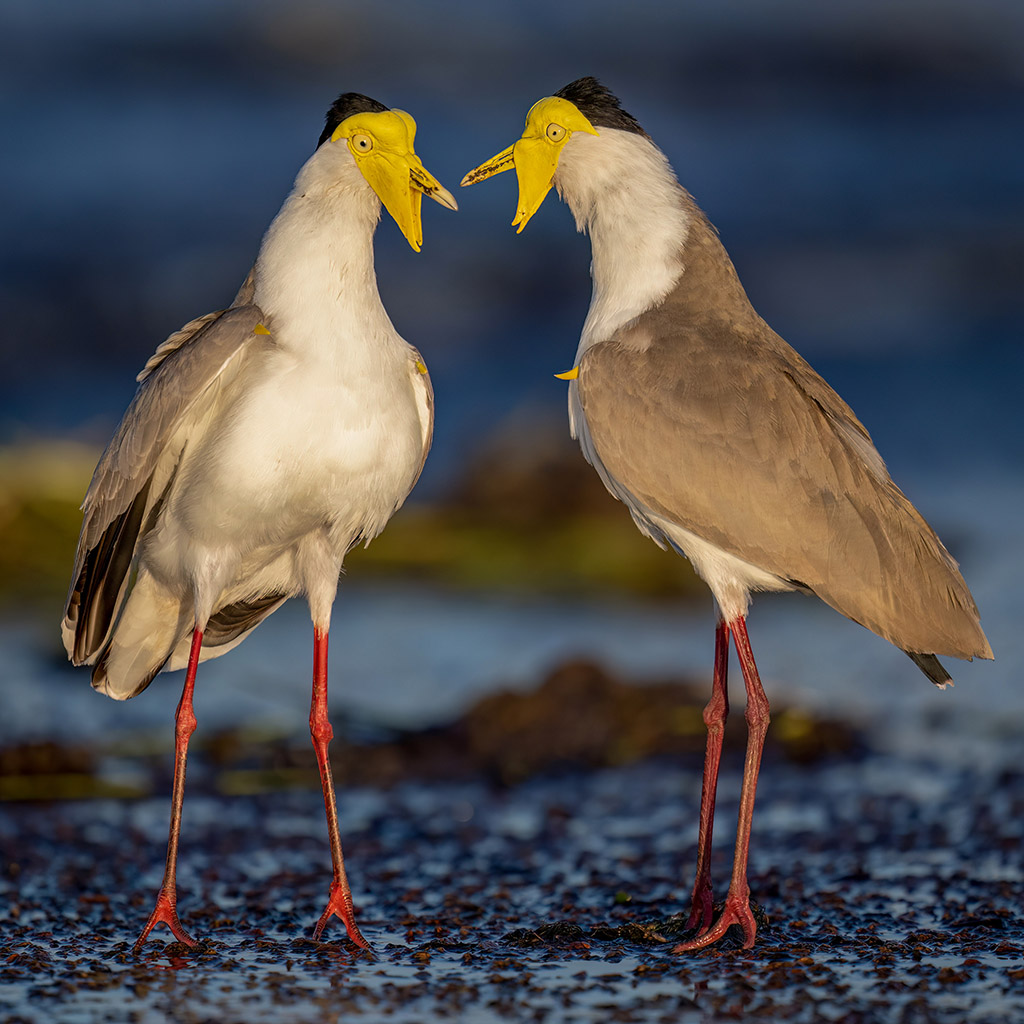 Masked lapwing