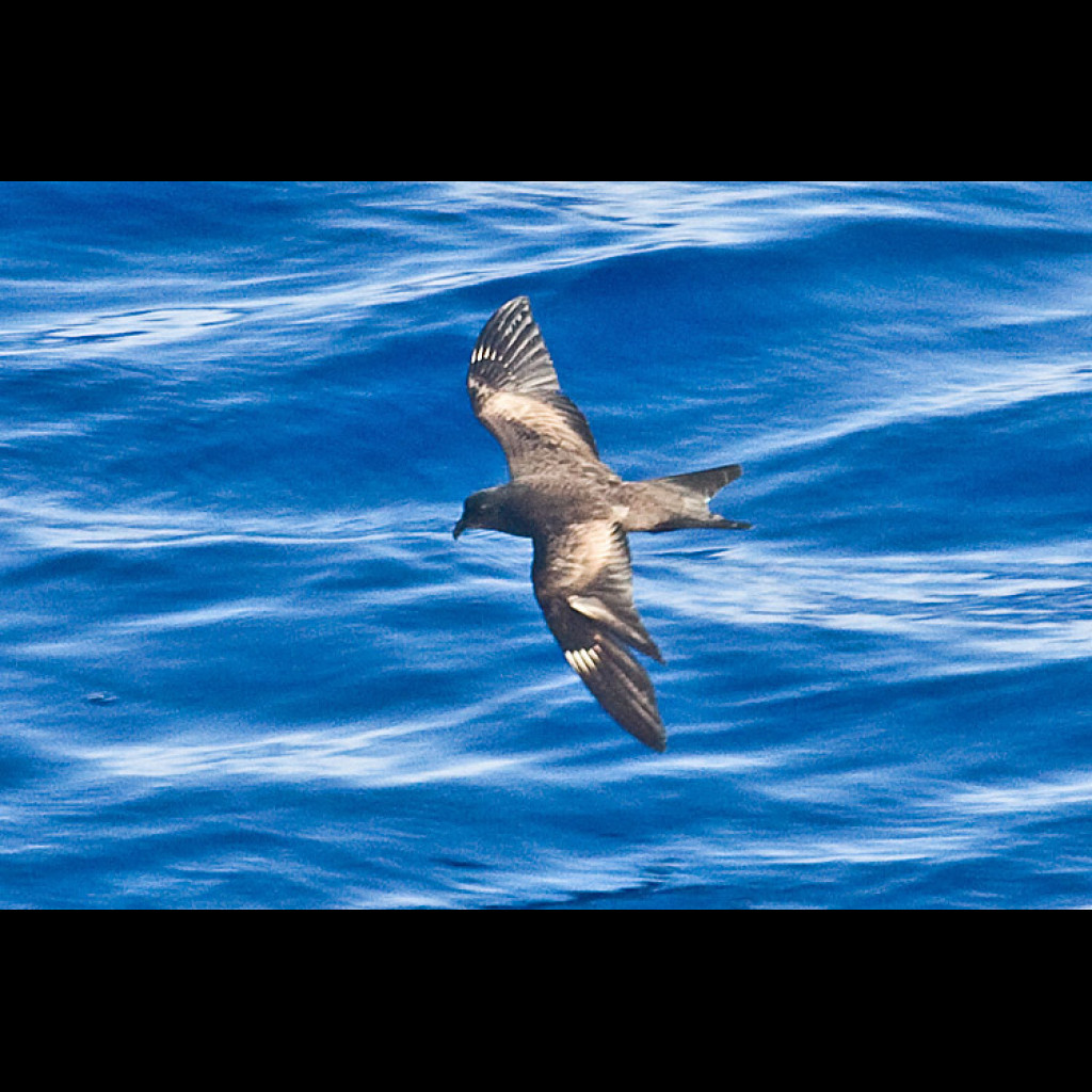 Matsudaira's Storm-Petrel