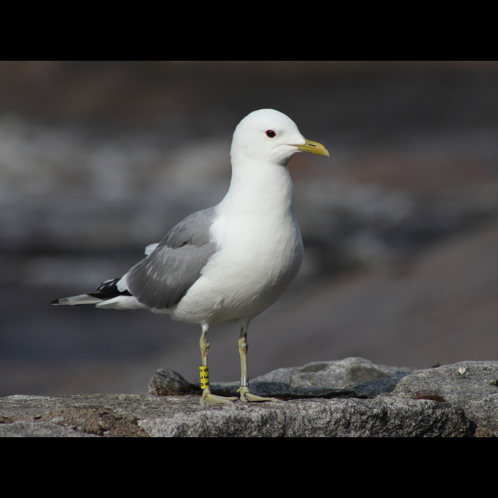 Mew Gull