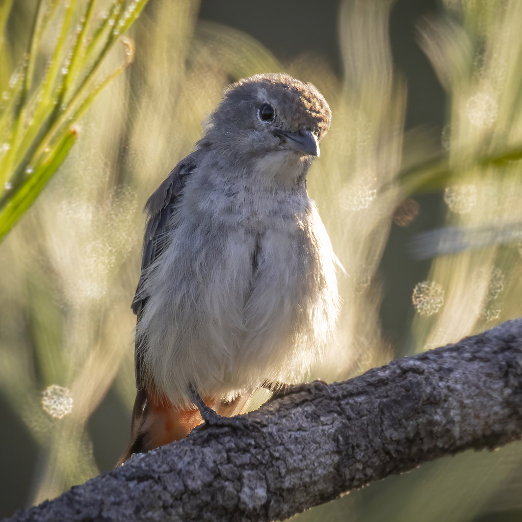 Mistletoebird