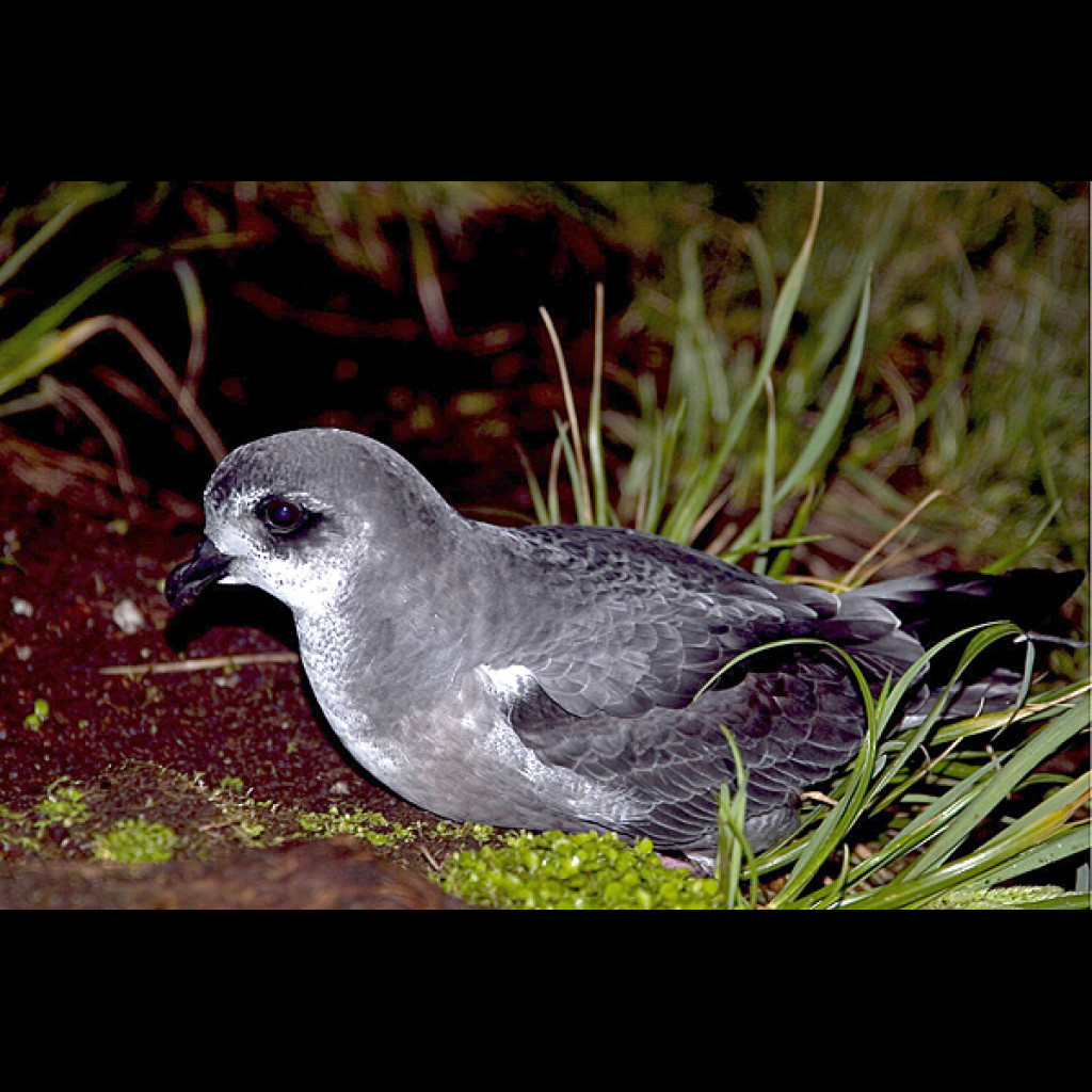 Mottled Petrel