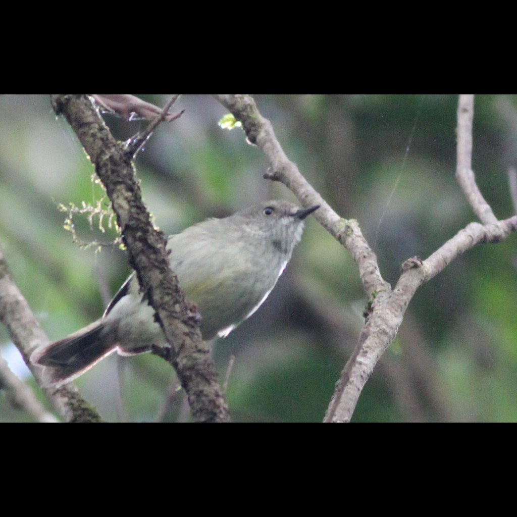 Mountain Thornbill