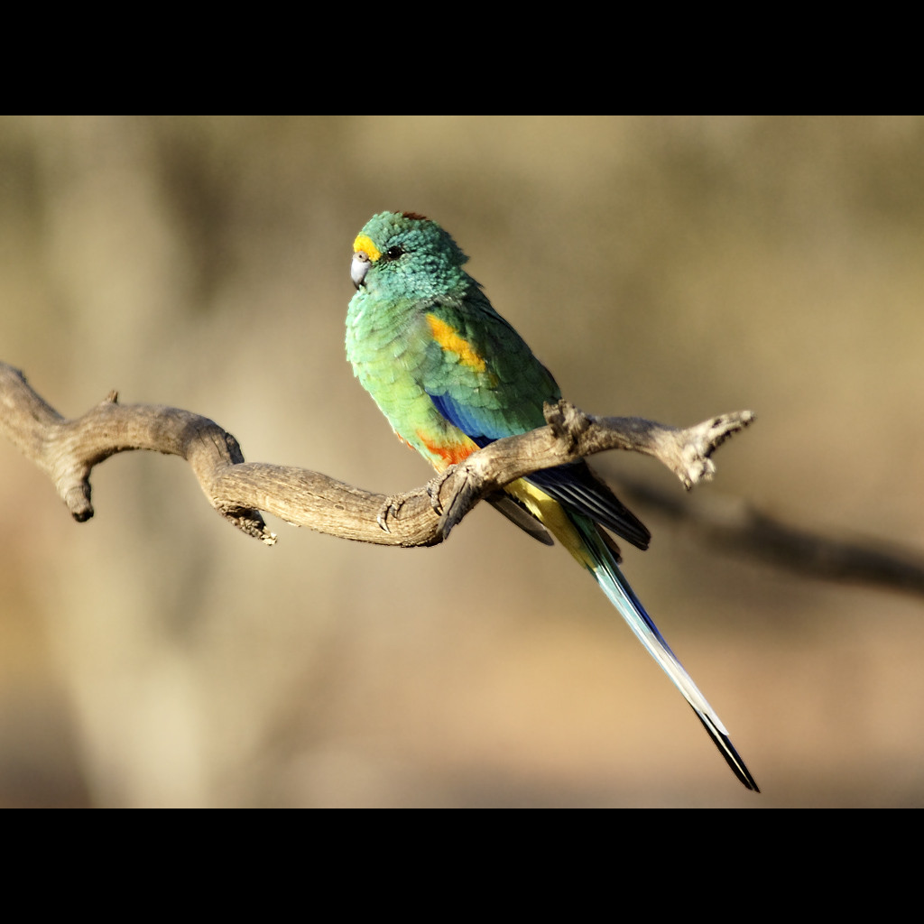 Mulga Parrot