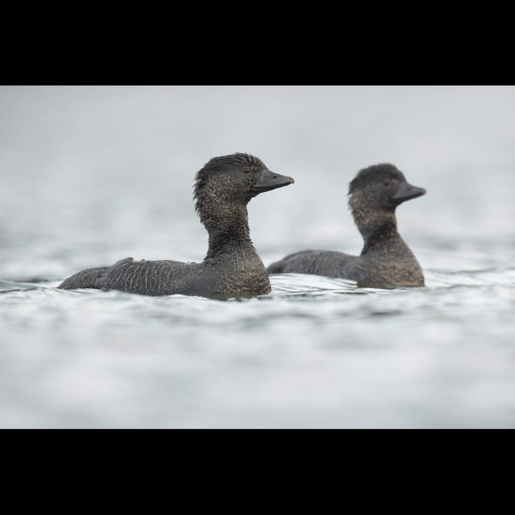 Musk Duck