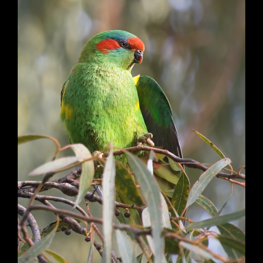 Musk Lorikeet