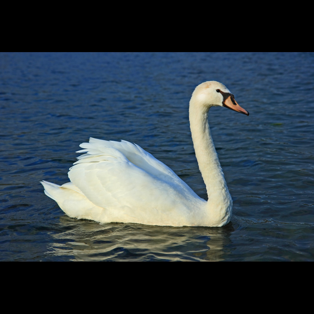 Mute Swan