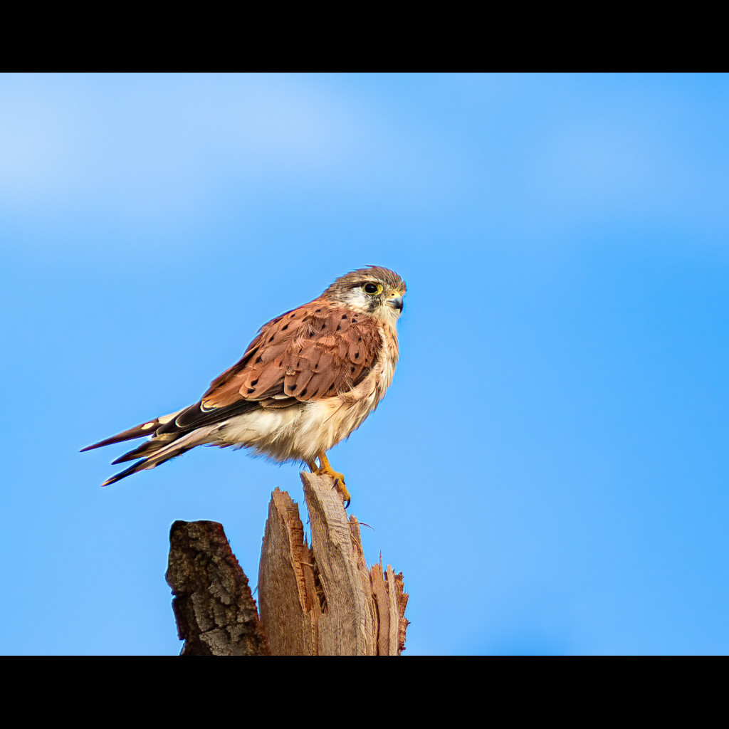 Nankeen Kestrel