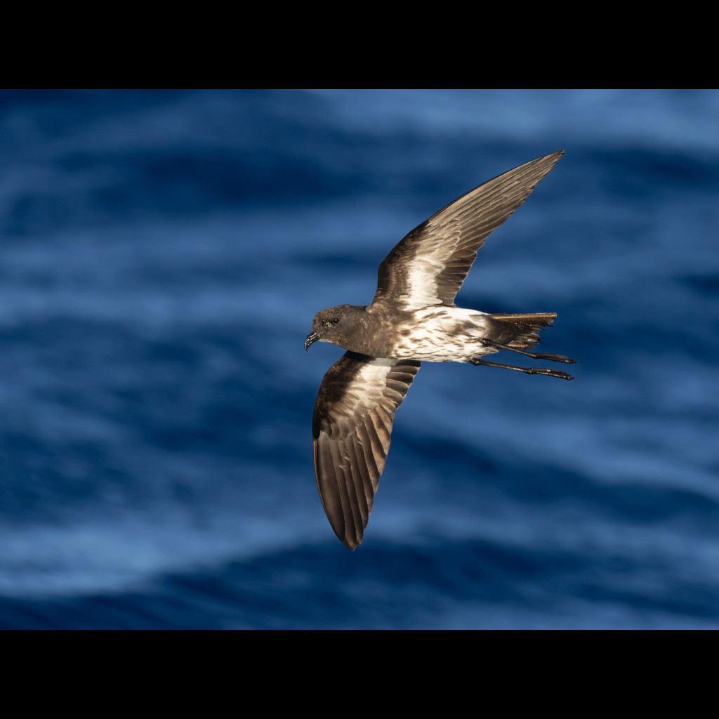 New Caledonian Storm-Petrel