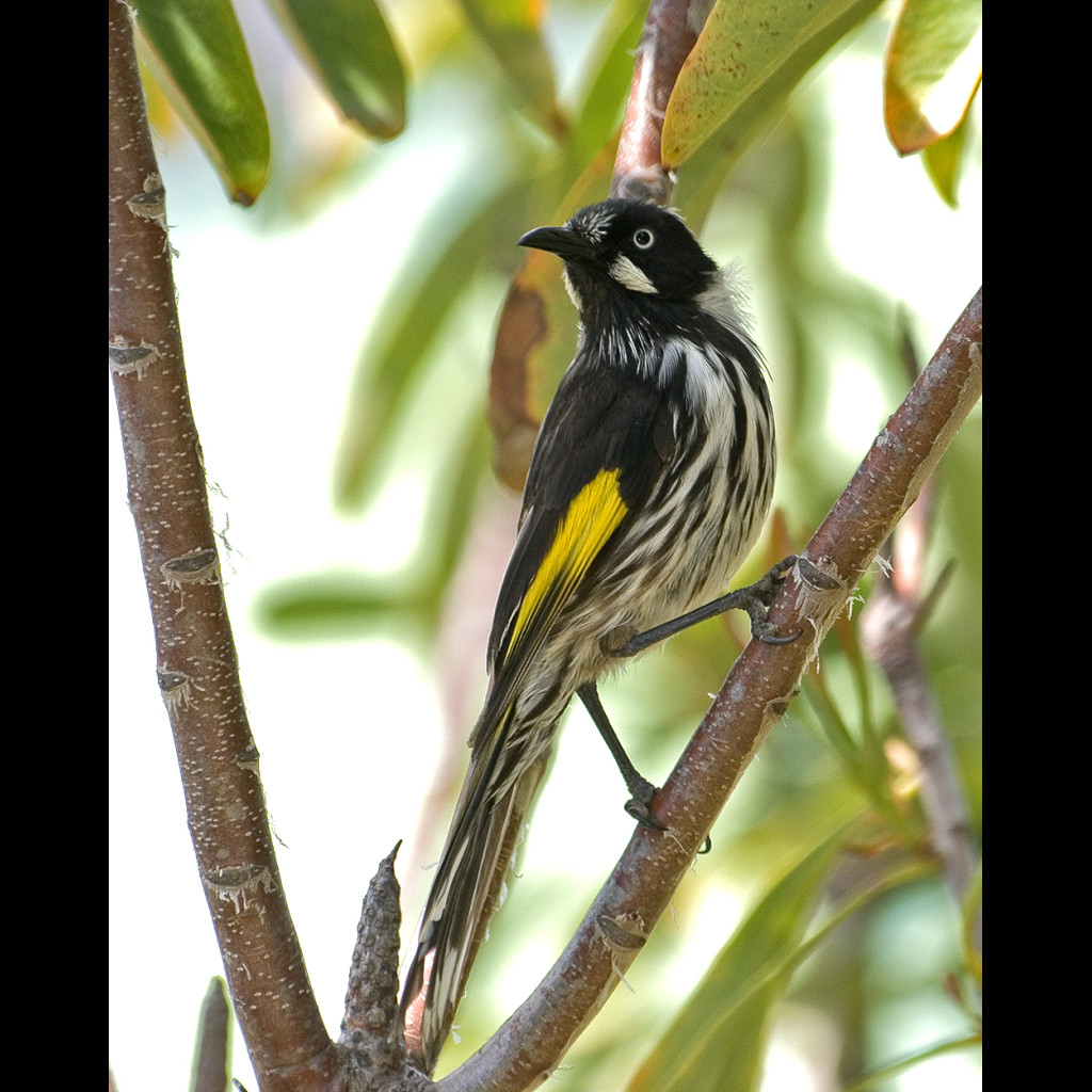 New Holland Honeyeater