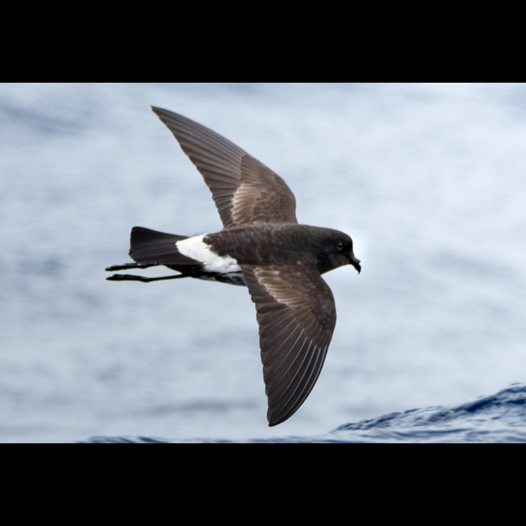 New Zealand Storm-Petrel