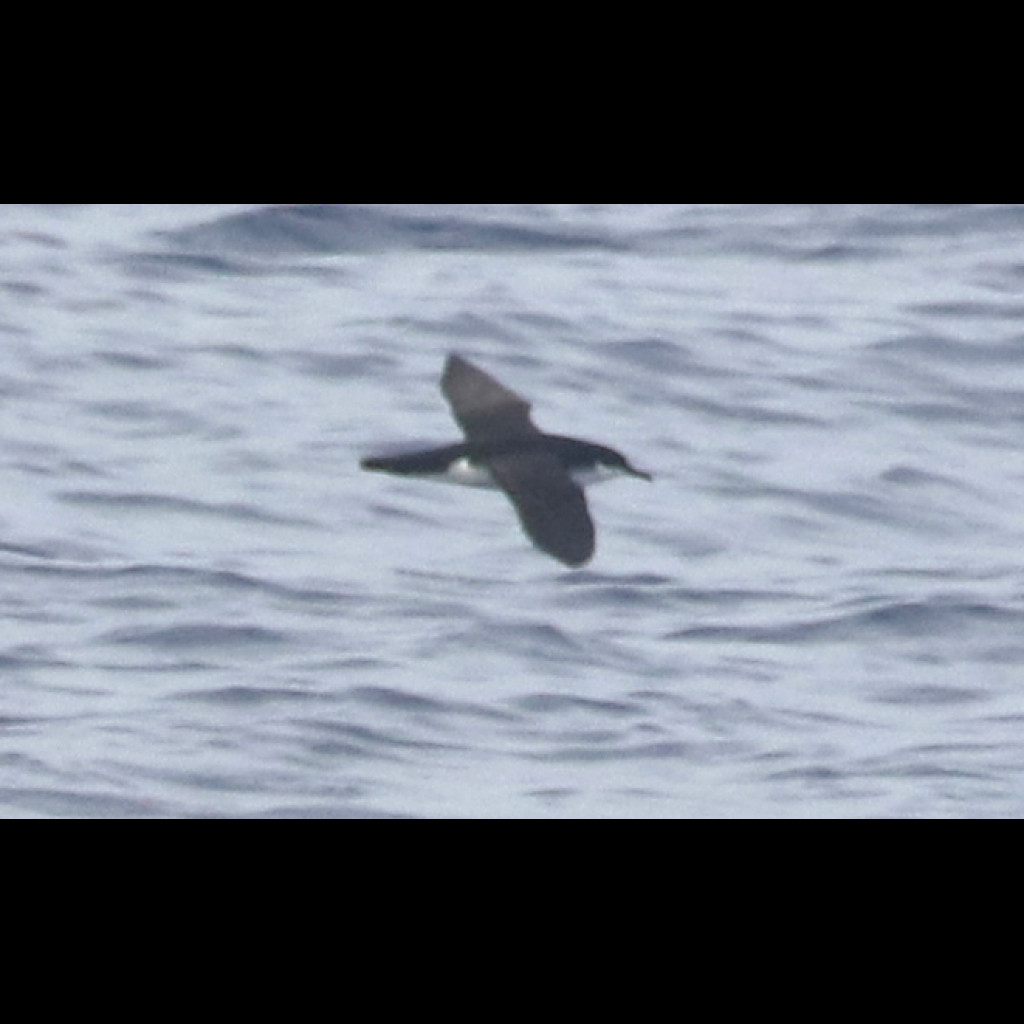 Newell's Shearwater