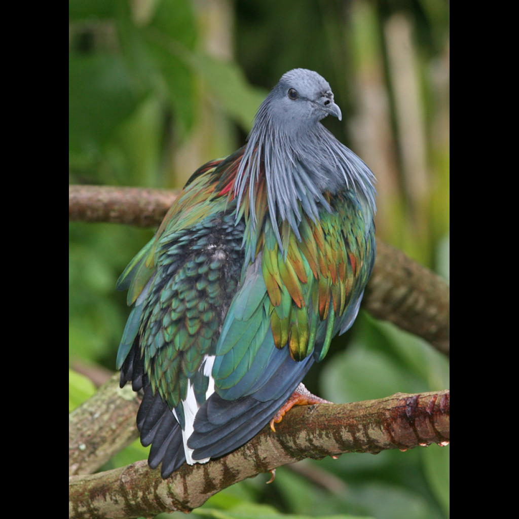 Nicobar Pigeon
