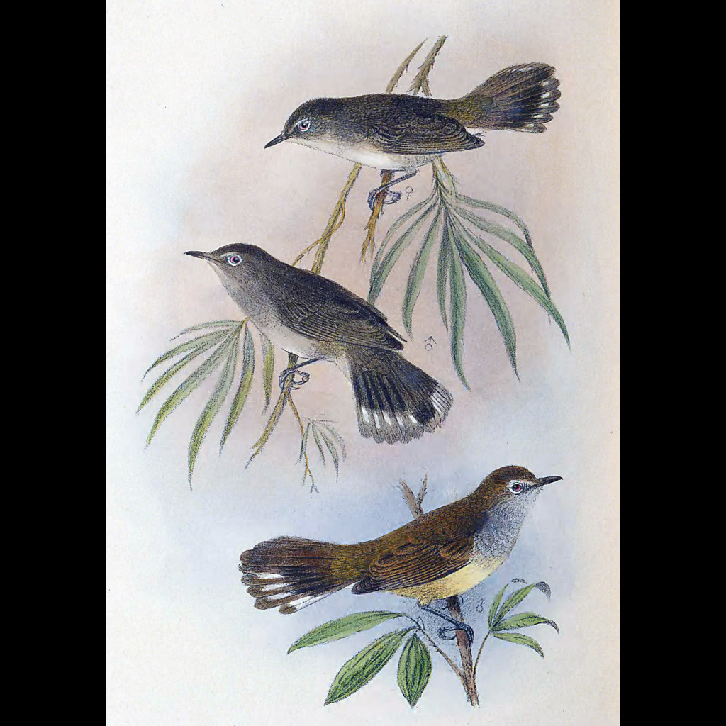 Norfolk Island Gerygone