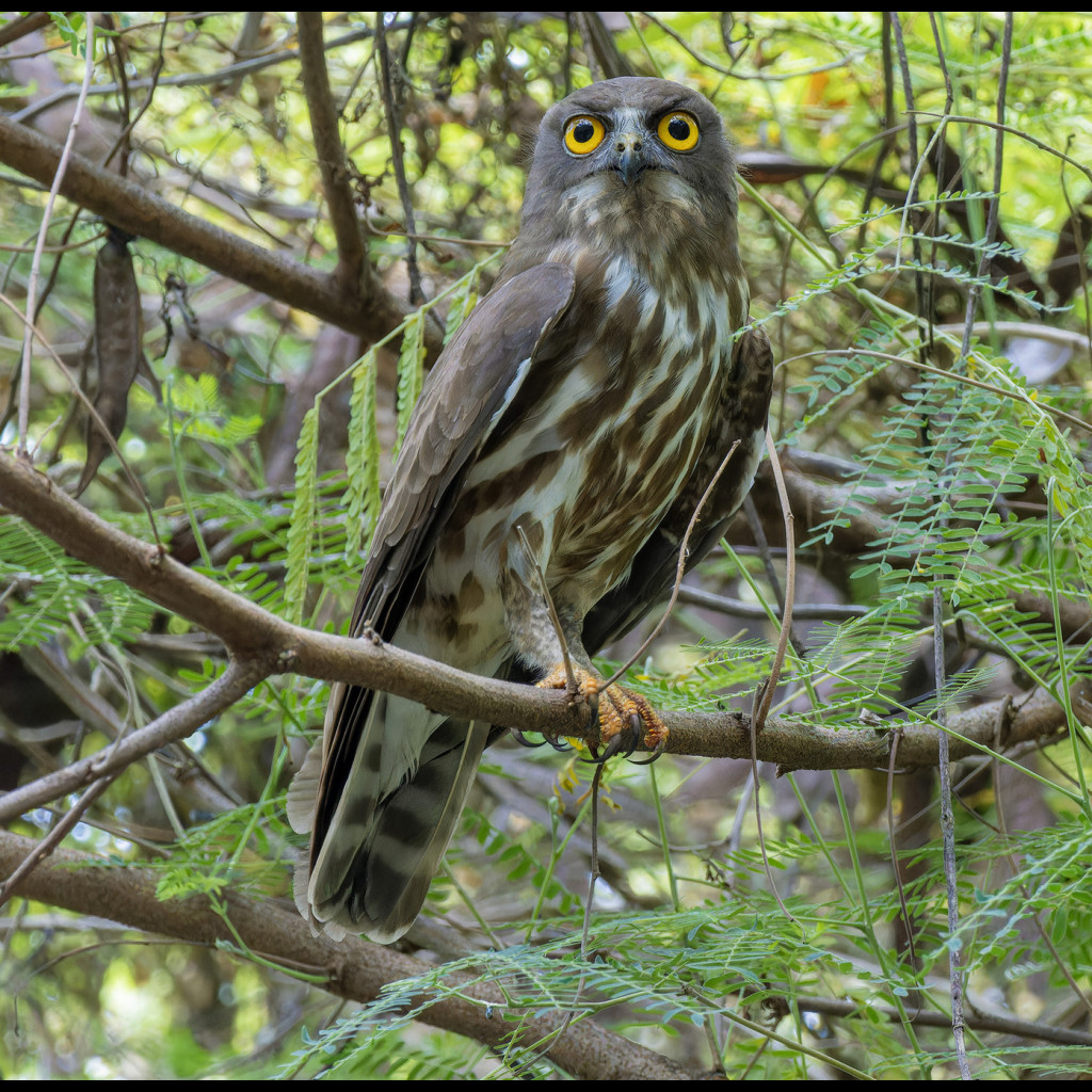 Northern Boobook