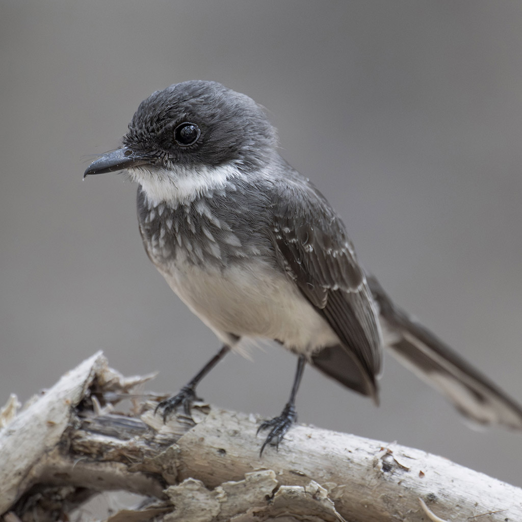 Northern Fantail