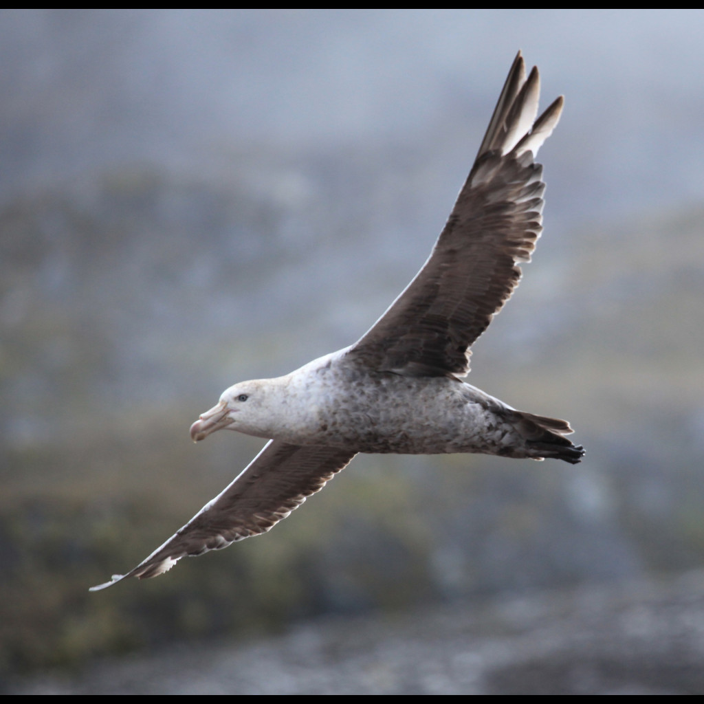 Northern Giant-Petrel