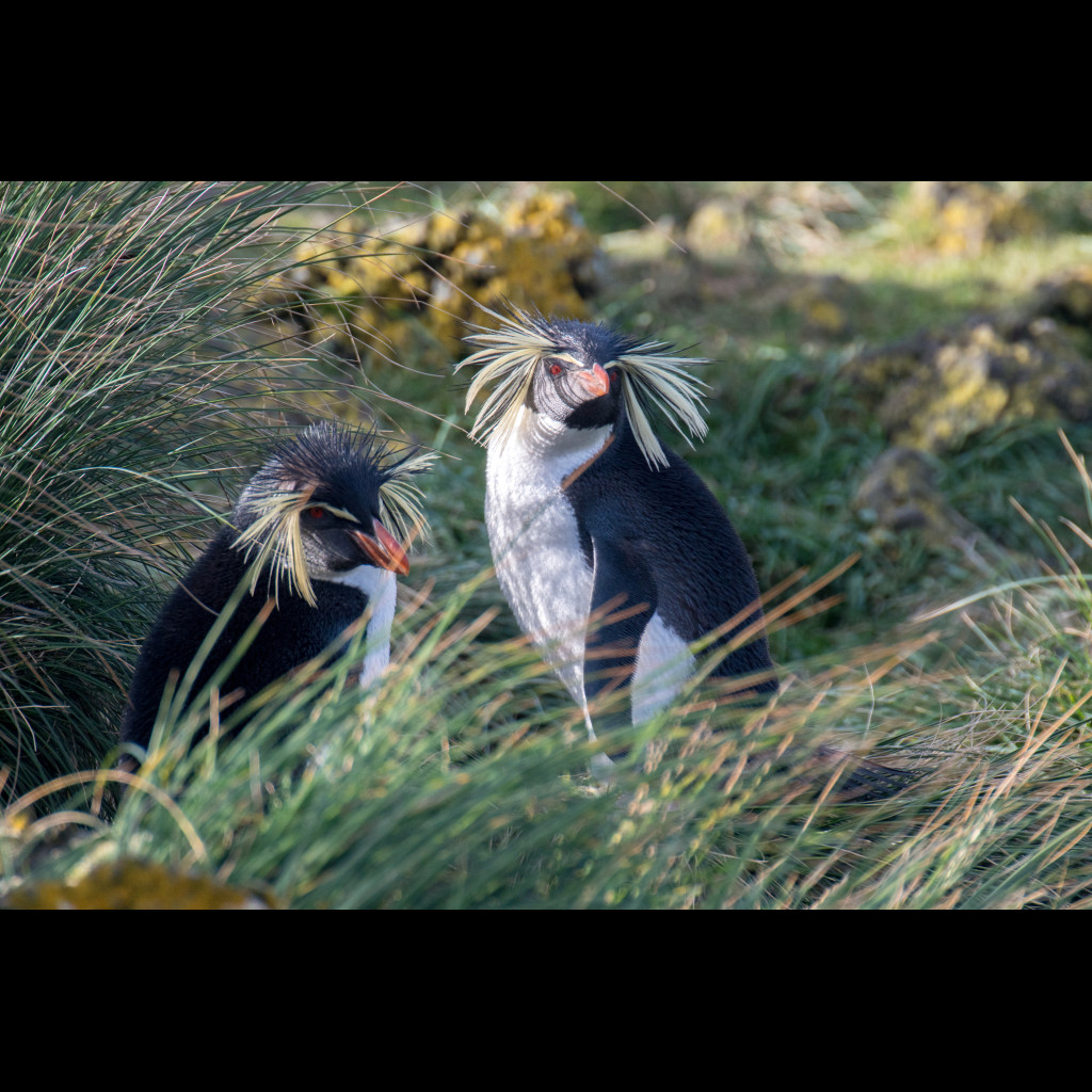 Northern Rockhopper Penguin