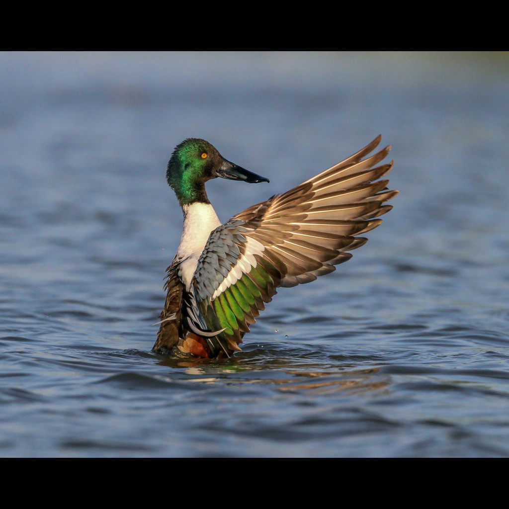 Northern Shoveler
