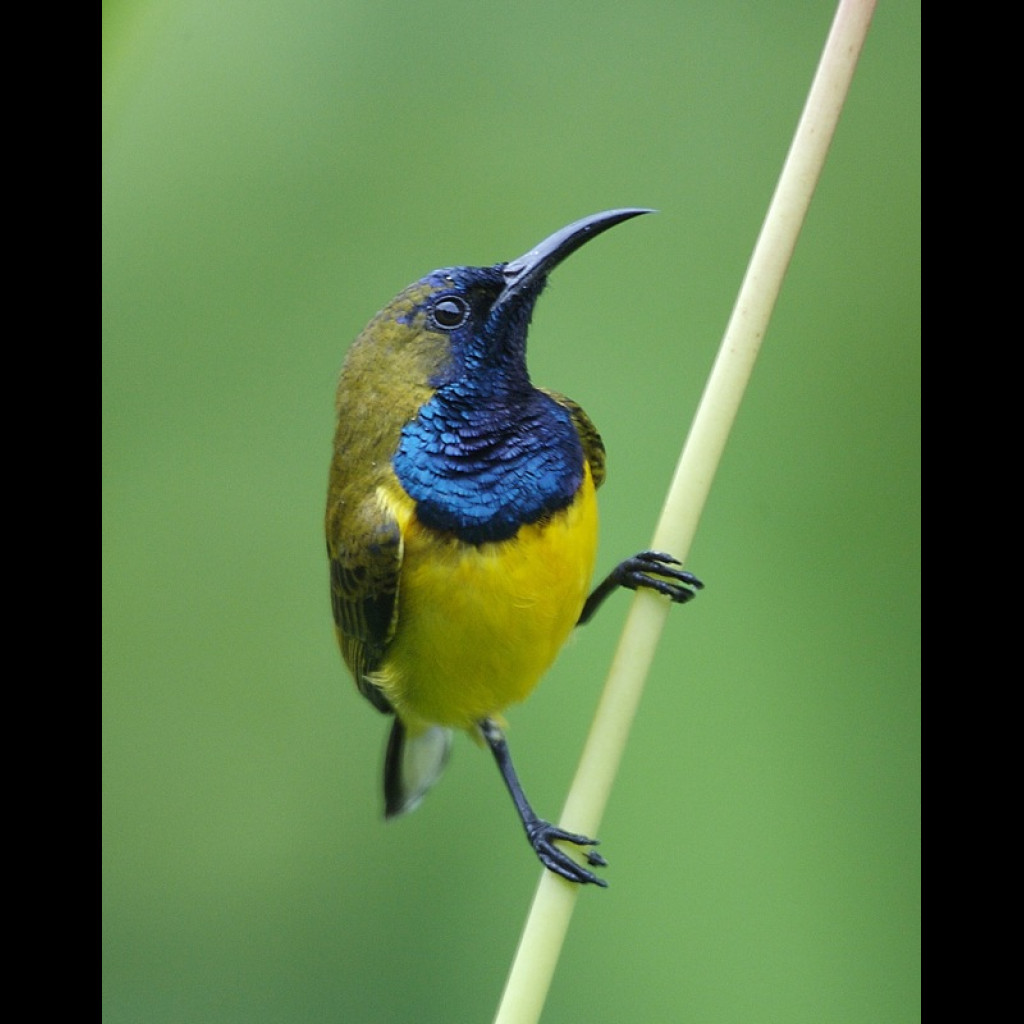 Olive-backed Sunbird