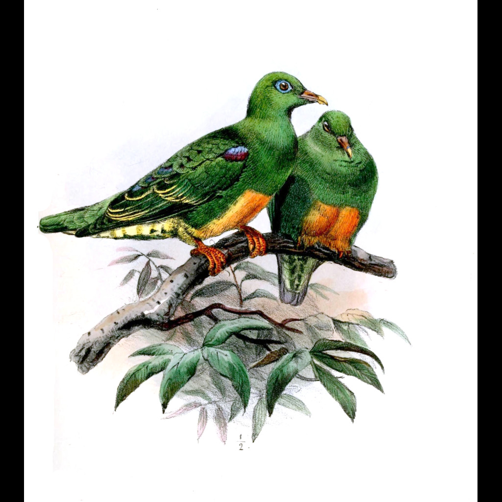 Orange-bellied Fruit-Dove
