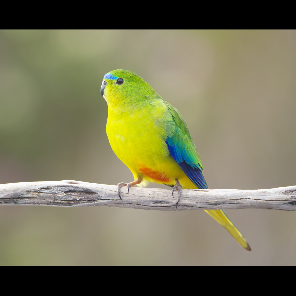 Orange-bellied Parrot