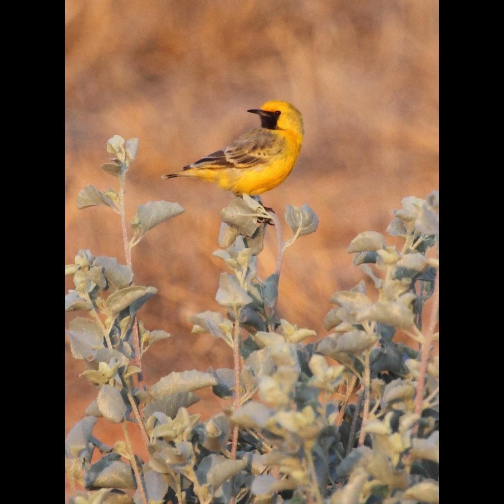 Orange Chat