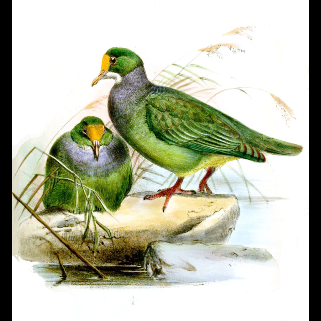 Orange-fronted Fruit-dove